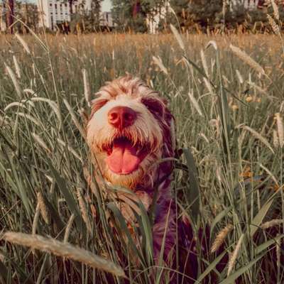 Hundetreffen-Playdate-Profilbild