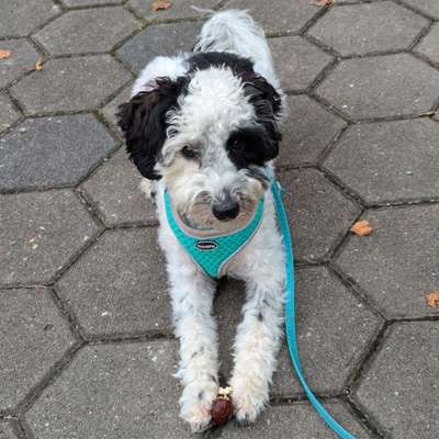 Hundetreffen-Spielkameradin für Mimi (Zwergpudel)-Bild