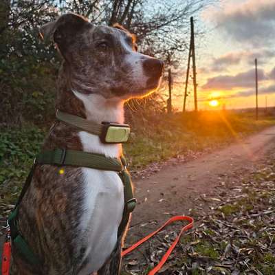 Hundetreffen-Spaziergang oder Treffen auf Freilauffläche-Bild
