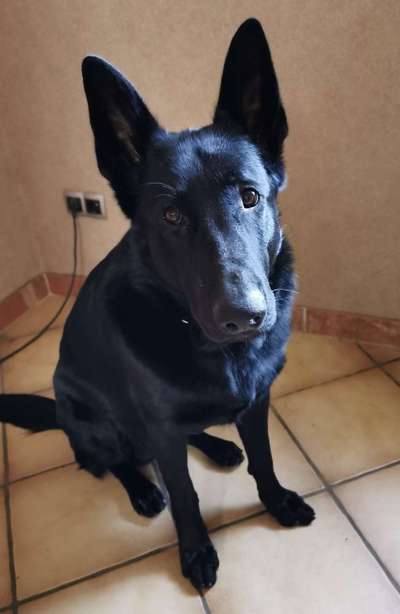 Reinrassige Hunde?-Beitrag-Bild