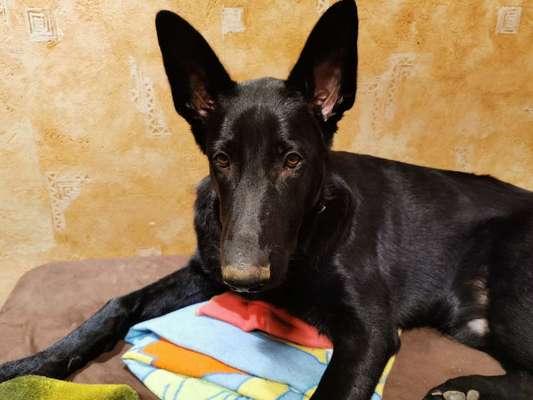 Reinrassige Hunde?-Beitrag-Bild