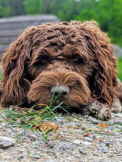 Portugiesischer Wasserhund-Beitrag-Bild