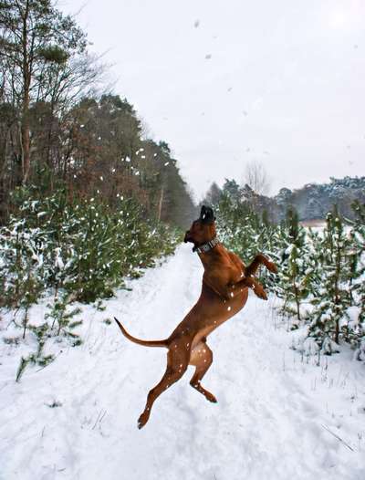 Dogorama Photo Challenge - Winterstimmung-Beitrag-Bild