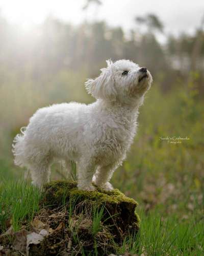 31. Collagen Challenge - Bänke/ Steine /Baumstümpfe-Beitrag-Bild