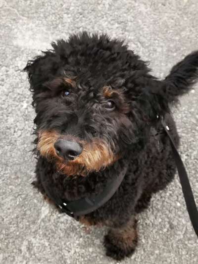 Pudel-Treffen-Beitrag-Bild