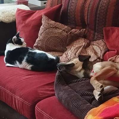 Hundetreffen-Hundetreff-Profilbild