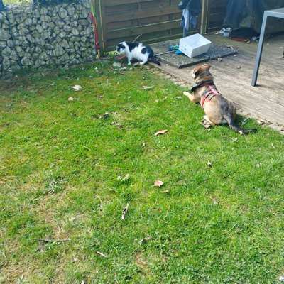 Hundetreffen-Hundetreff-Bild