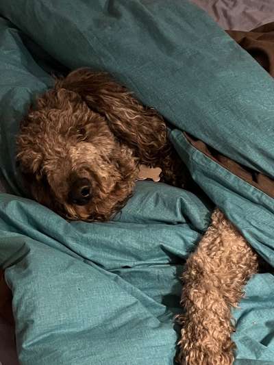 Alles rund um den Pudel-Beitrag-Bild