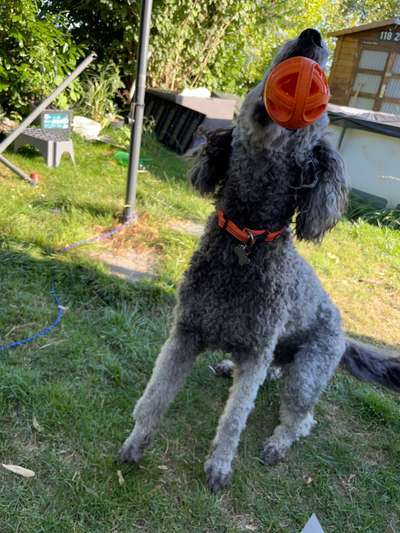 Hier ist der Spaßthread. Zum Schmunzeln und Kaputtlachen-Beitrag-Bild