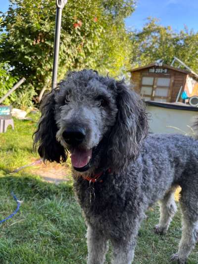 Alles rund um den Pudel-Beitrag-Bild