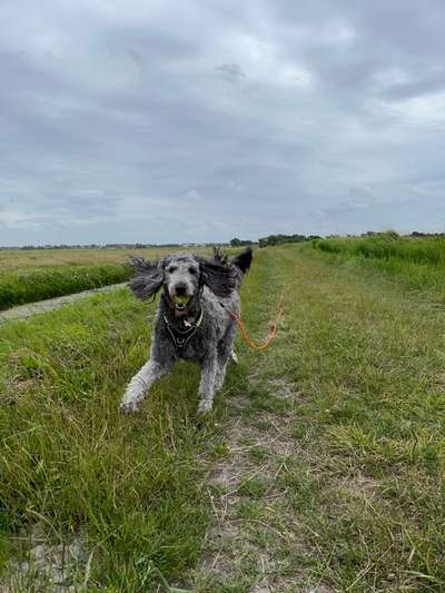 Mischlinge raten - Rätselspaß-Beitrag-Bild
