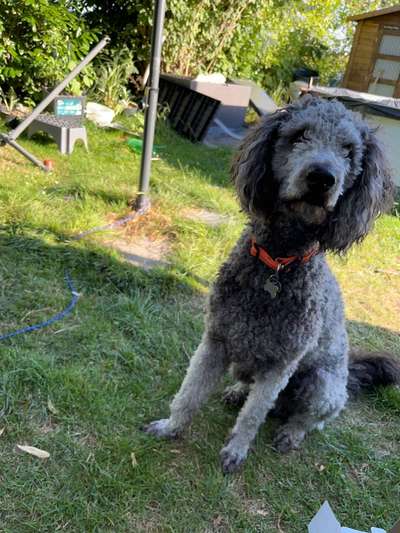 Wie heißt dein Hund?-Beitrag-Bild