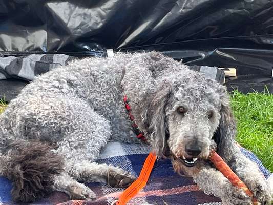 Mischlinge raten - Rätselspaß-Beitrag-Bild