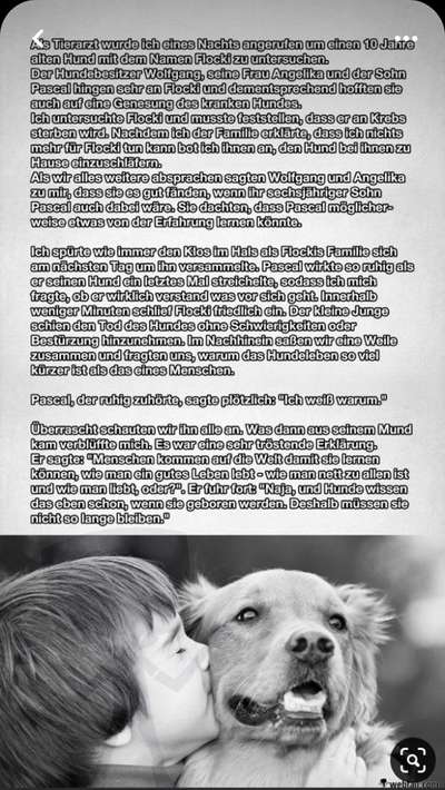 Berührende Hunde Bilder/Videos-Beitrag-Bild