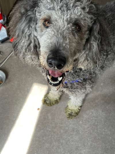 Hunde Memes-Beitrag-Bild