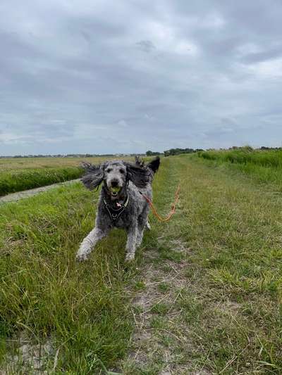 Hunde Memes-Beitrag-Bild