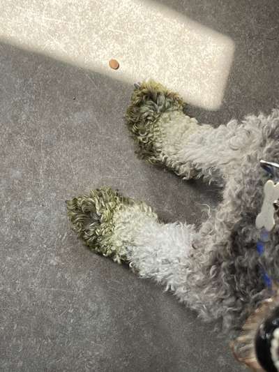 Hunde Memes-Beitrag-Bild