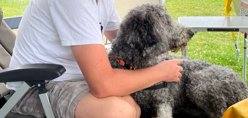 98.Fotochallange  - Hunde zeigen Zuneigung-Beitrag-Bild