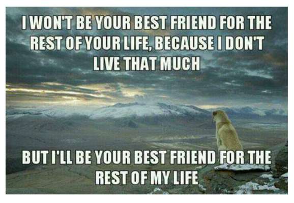 Berührende Hunde Bilder/Videos-Beitrag-Bild