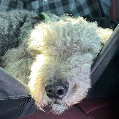 Hundetreffen-Trainigstreffen