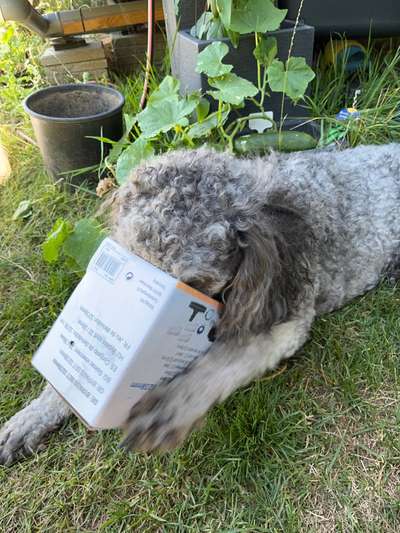 Hier ist der Spaßthread. Zum Schmunzeln und Kaputtlachen-Beitrag-Bild