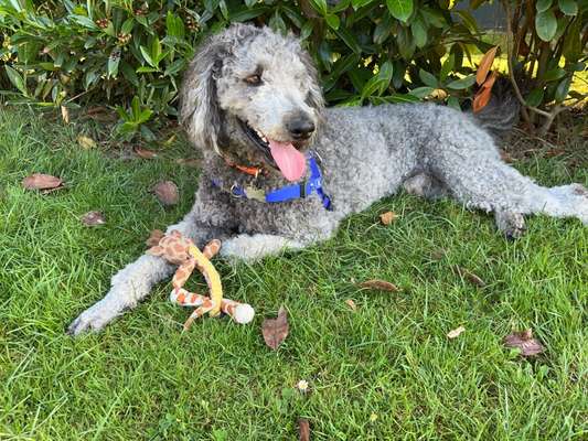 Tongue Out Tuesday-Beitrag-Bild