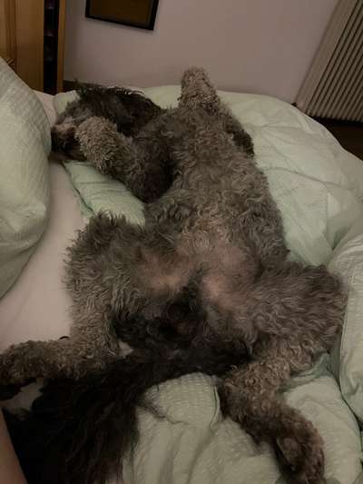 Hunde Memes-Beitrag-Bild