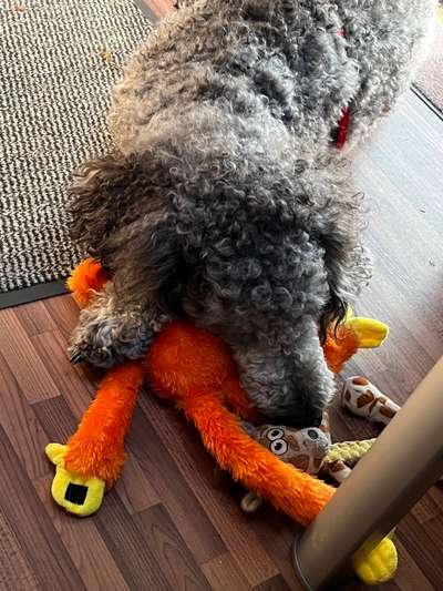 98.Fotochallange  - Hunde zeigen Zuneigung-Beitrag-Bild