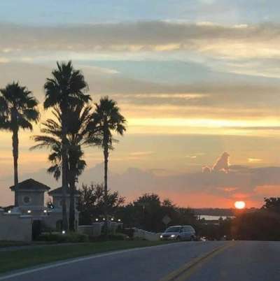 Berührende Hunde Bilder/Videos-Beitrag-Bild