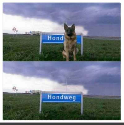 Hunde Memes-Beitrag-Bild