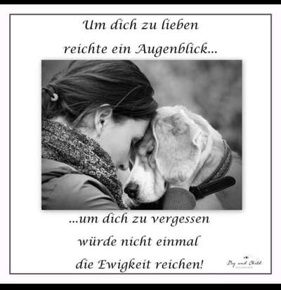 Berührende Hunde Bilder/Videos-Beitrag-Bild