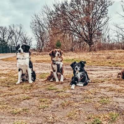 Hundetreffen-Social Walk / Leinenspaziergänge OHNE Kontakt-Bild