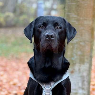 Hundetreffen-Hundekumpel in Hermsdorf gesucht-Bild