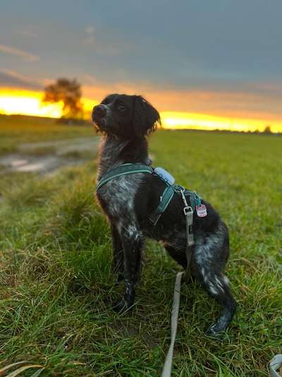 Epagneul Breton-Beitrag-Bild