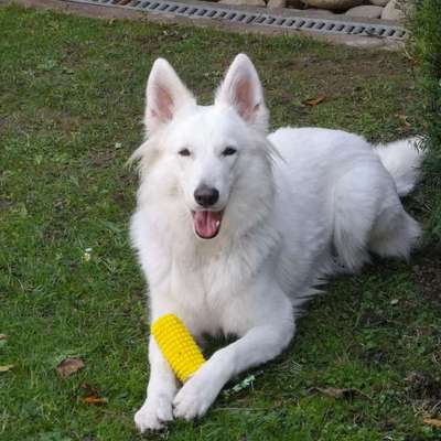 Weißer Schweizer Schäferhund-Beitrag-Bild