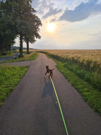Hundetreffen-Gassi- & Spieltreffen-Bild