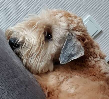 Dogorama Photo Challenge - Portrait-Beitrag-Bild