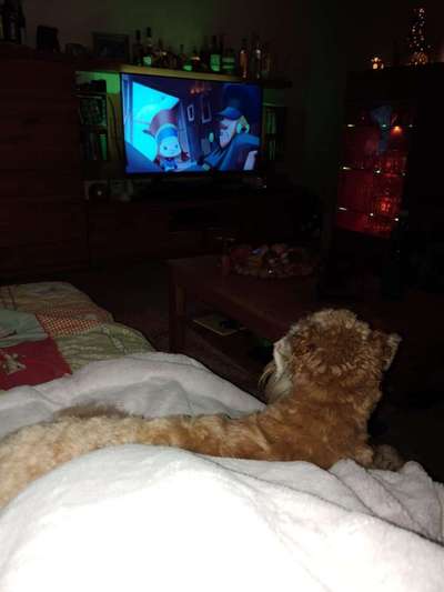 Dogorama Photo Challenge - Wir schauen fern (TV)-Beitrag-Bild