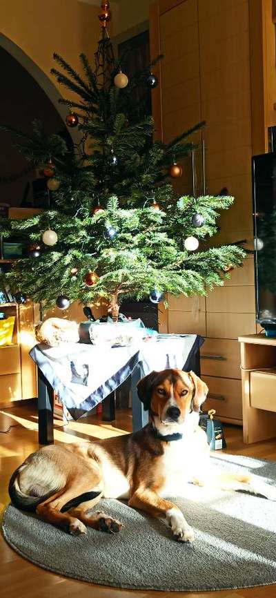 Windhunde - Treffen der besonderen Schönheiten
HERZLICH WILLKOMMEN-Beitrag-Bild