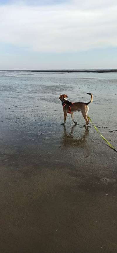 Windhunde - Treffen der besonderen Schönheiten
HERZLICH WILLKOMMEN-Beitrag-Bild