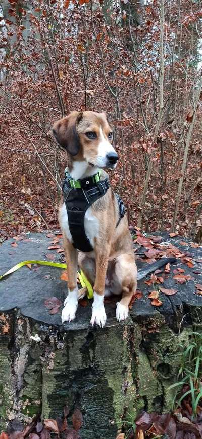 Hunde aus Griechenland-Beitrag-Bild