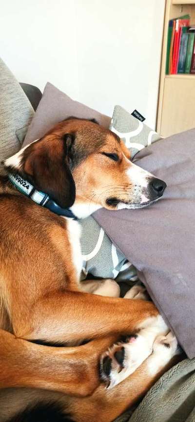 Windhunde - Treffen der besonderen Schönheiten
HERZLICH WILLKOMMEN-Beitrag-Bild