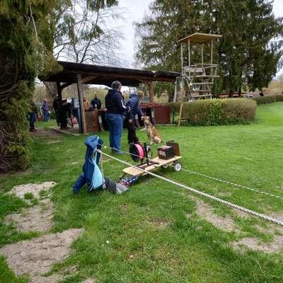 Windhunde - Treffen der besonderen Schönheiten
HERZLICH WILLKOMMEN-Beitrag-Bild