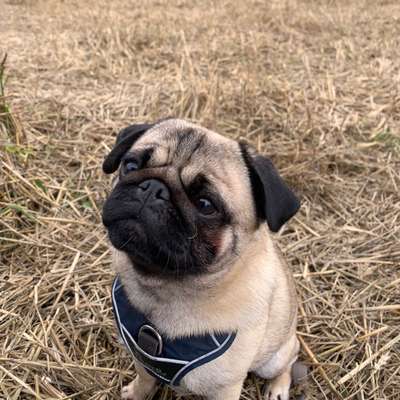 Hundetreffen-Mopstreffen in Alfter/Bornheim-Bild