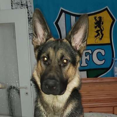 Hundetreffen-Suche Spielgefährten-Bild