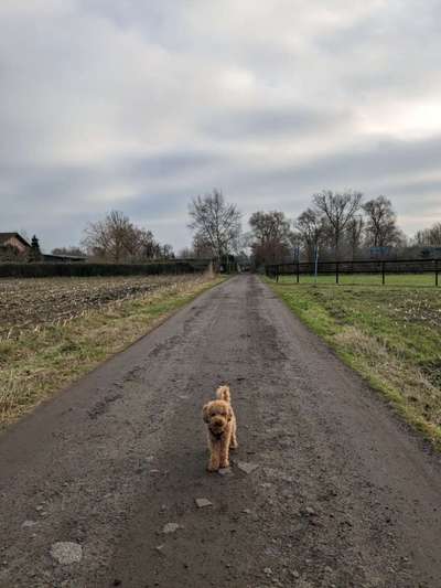 Hundetreffen-Gassi- und Spielrunde-Bild