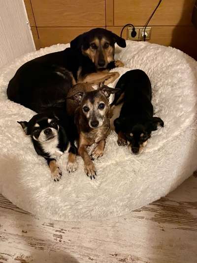 TierschutzhundeStammtisch🐕-Beitrag-Bild