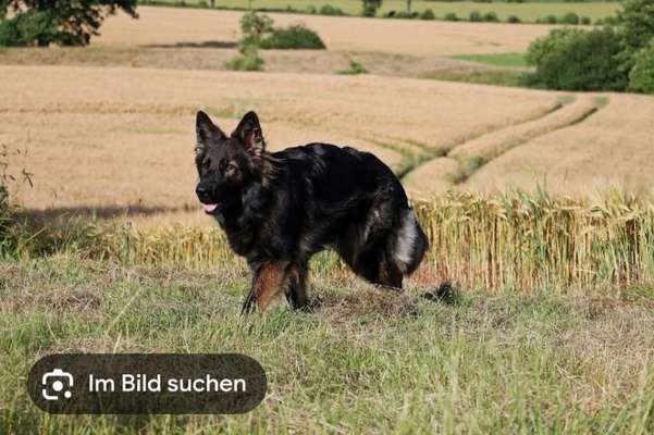 Giftköder-Freilaufender Schäferhund-Bild