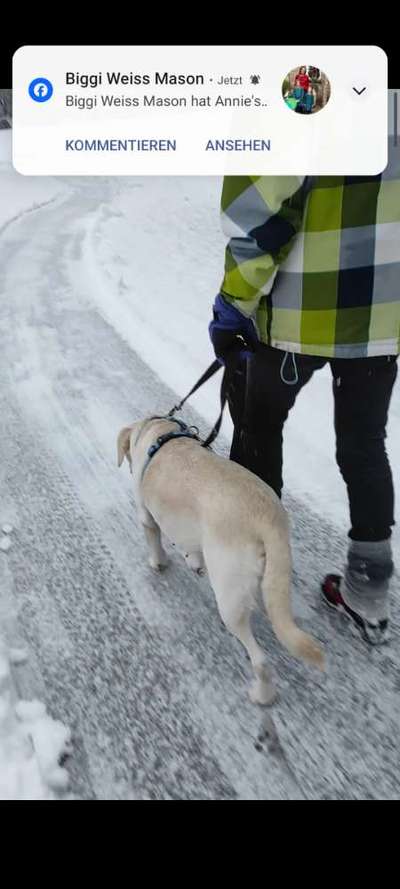 Musstet ihr schon mal, einen Hund abgeben?-Beitrag-Bild