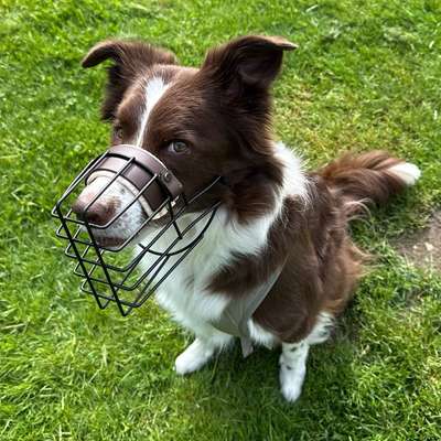 Hundetreffen-Begegnungstraining auf Abstand-Bild